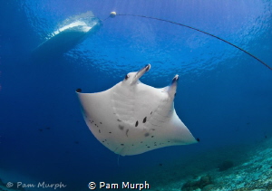 My First Manta. /  Each time I go into the ocean, I look ... by Pam Murph 